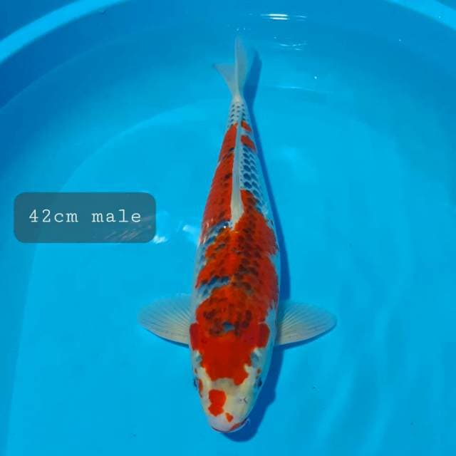 Ghosiki rasing 42cm male