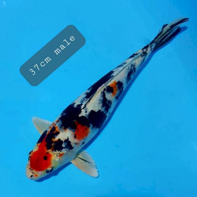 Yamato nisikigoi 37cm male