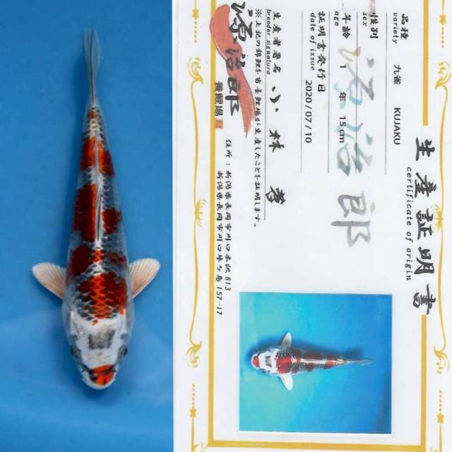 "BOOM SALE" Kujaku for show with sertificate farm GENJIRO