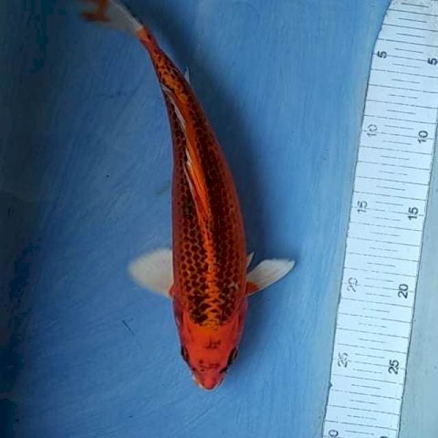 Matshuba 26cm