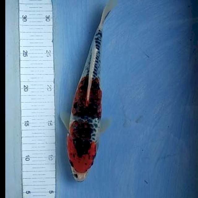 Kujaku 25cm