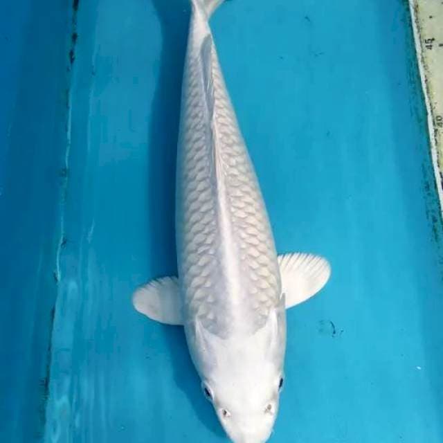 Platinum 28cm