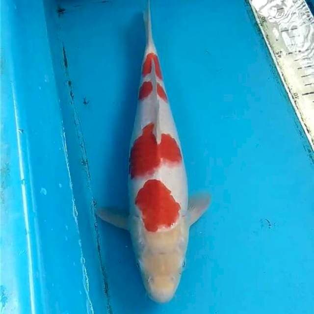 Kohaku 31cm