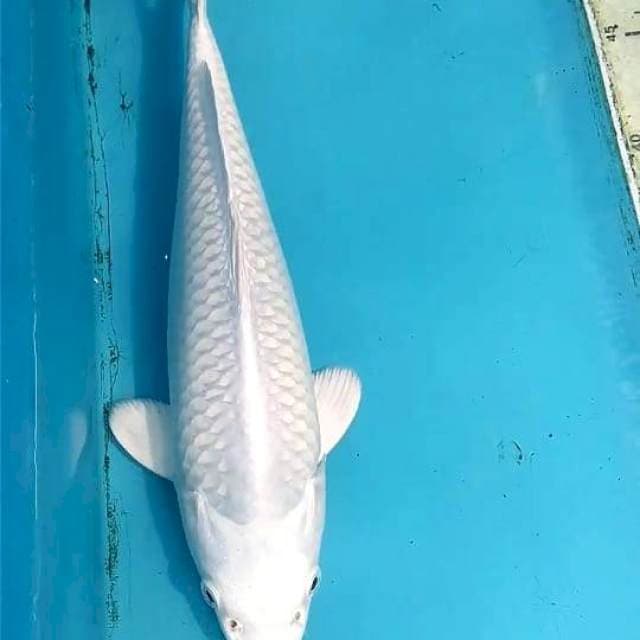 Platinum 29cm