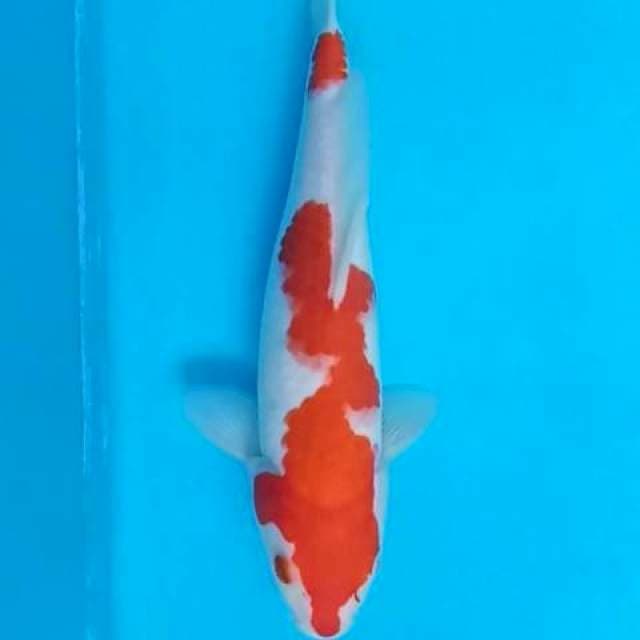 Kohaku Strong
