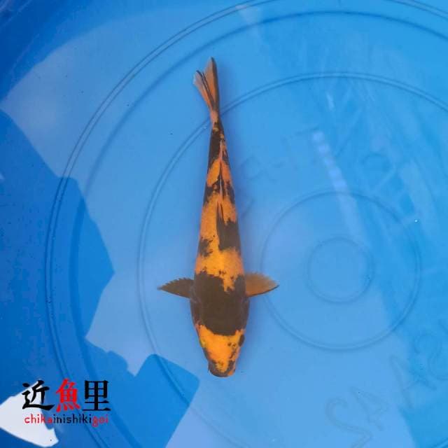 Utsuri V 22 cm