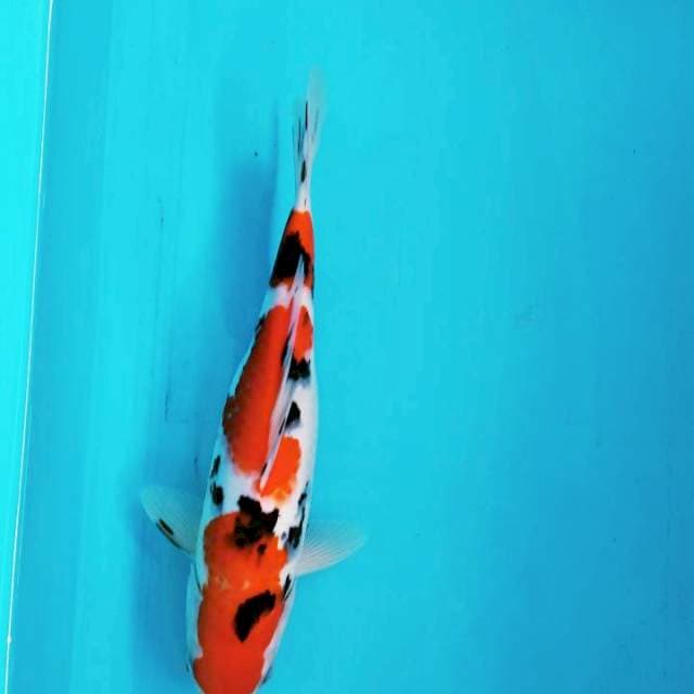 sanke male 29 cm