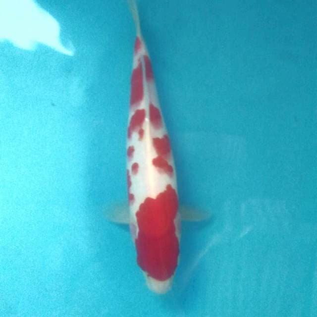 Kohaku Dalmatian, 33 cm