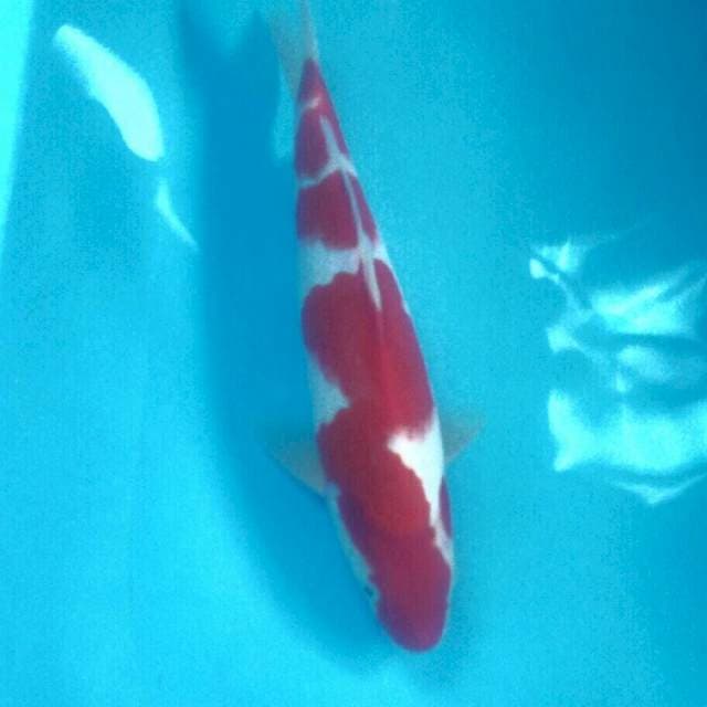 Kohaku Super Red, male 28 cm