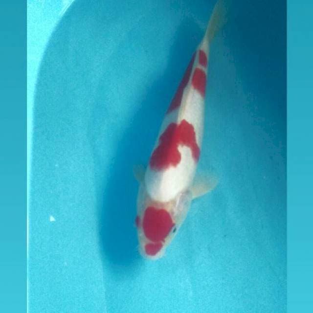Kohaku Beni Solid, male 31 cm
