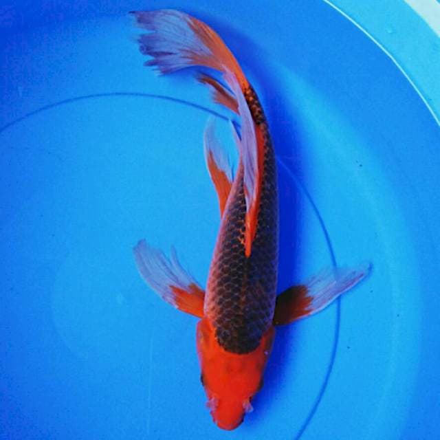Kumpay matsuba 39cm male