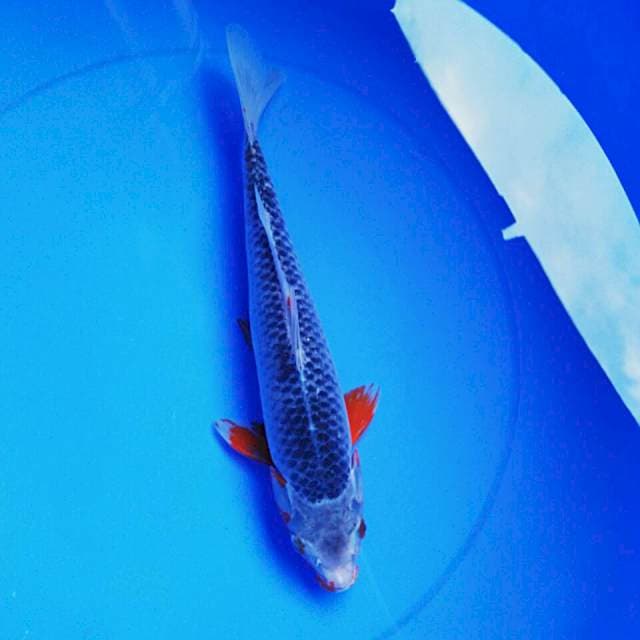 Asagi 33cm male