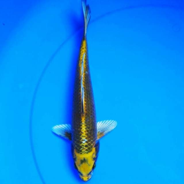 Hikari 29cm male
