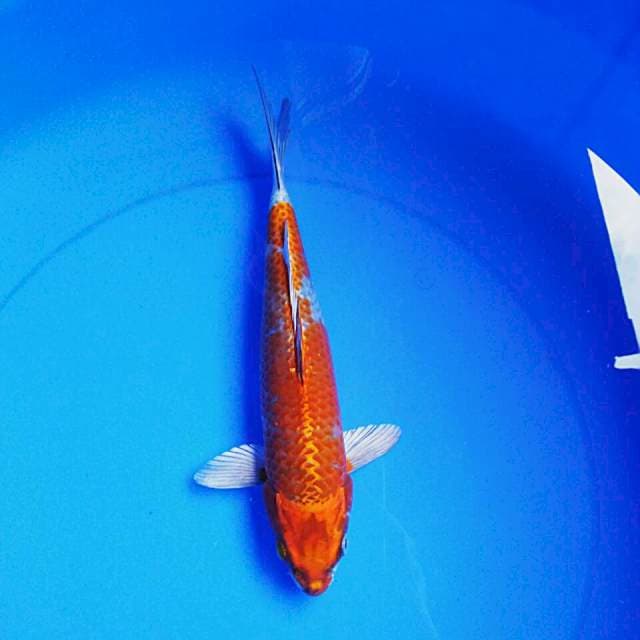 Hikari 30cm