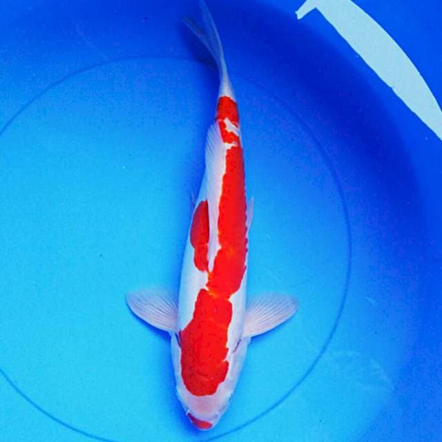 Kohaku doit jreng 38cm