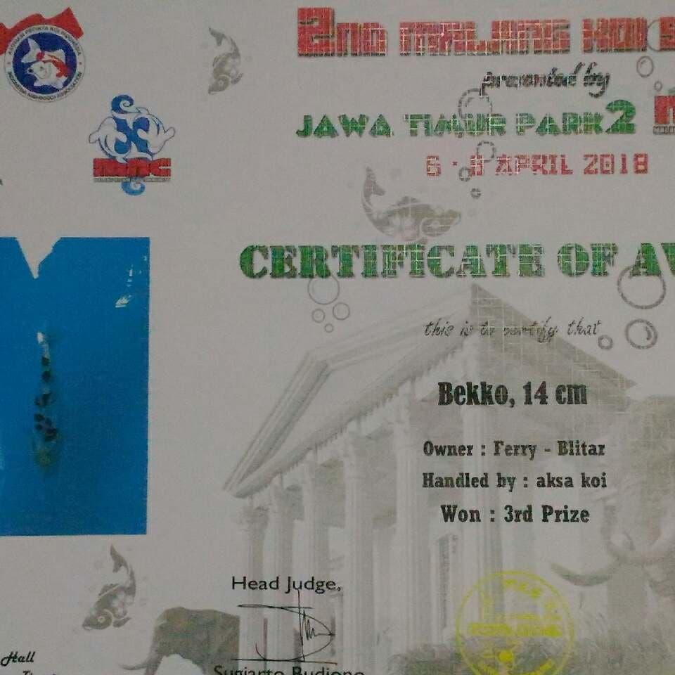 Bekko SQ doitsu murni juara 3