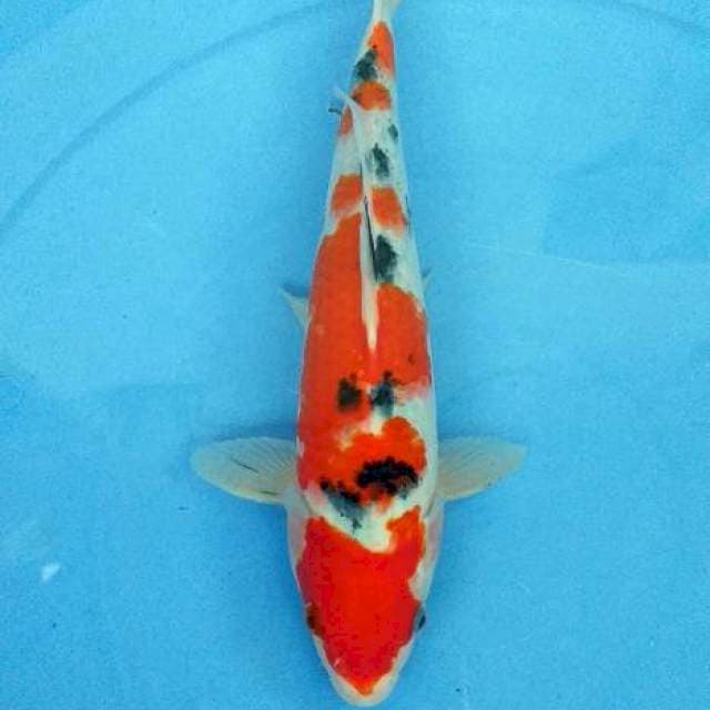 Sanke 28 cm