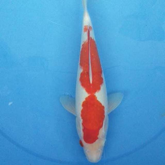 Kohaku 31 cm