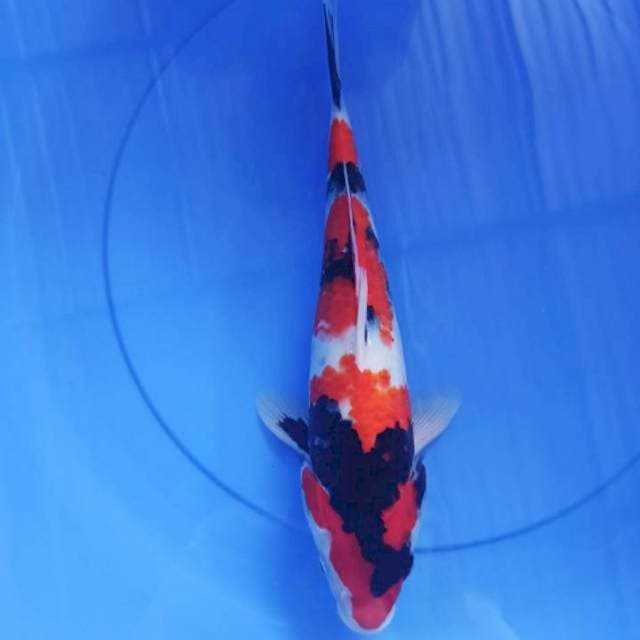 showa 38cm