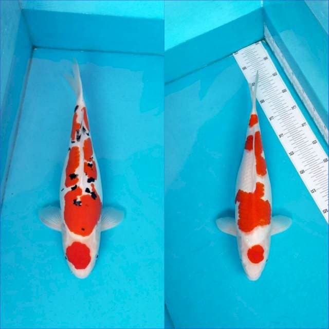 DUO MARUTEN 45-46 CM
