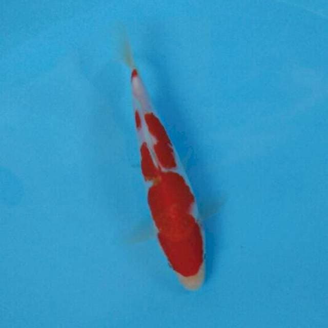 nidan kohaku 17cm