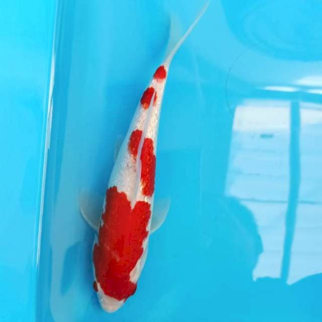 KOHAKU BONSAI!! MERAH DARAH FULL GINRIN