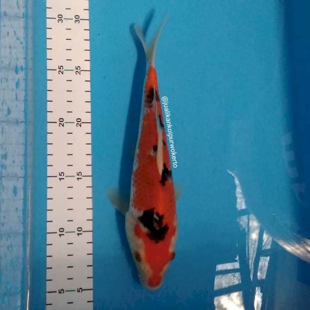 SANKE 25CM - 03