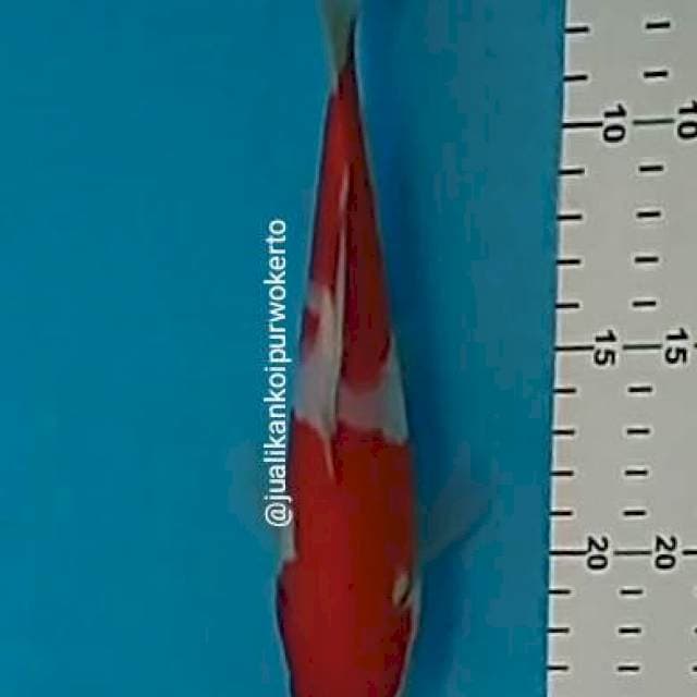 KOHAKU 20CM