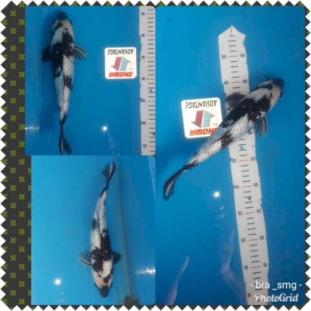 Shiro petir, jantan - body siip No bocor . Full ginrin