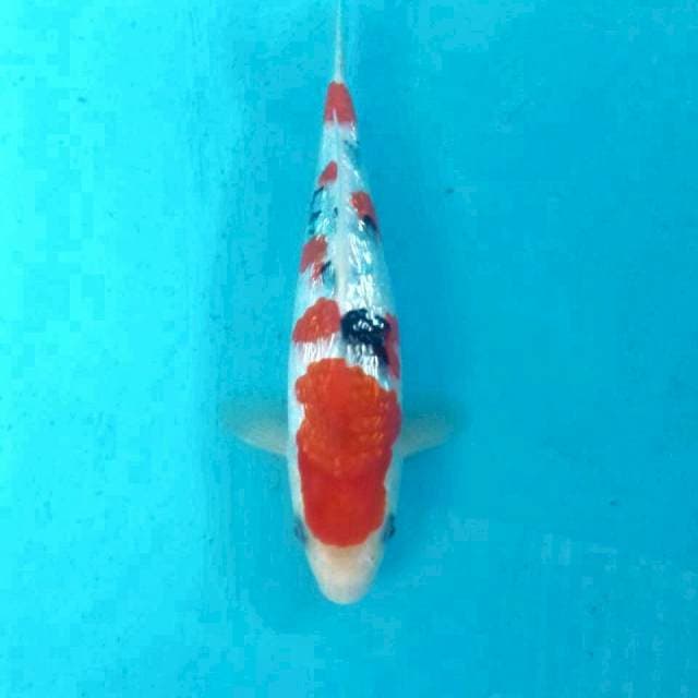 Sanke Ginrin, 23 cm
