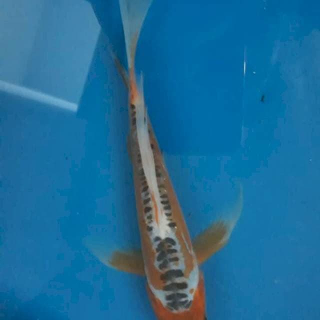 Kumpay Shusui 21cm