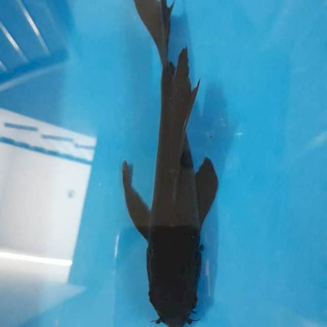 Kumpay Karasu 20 cm