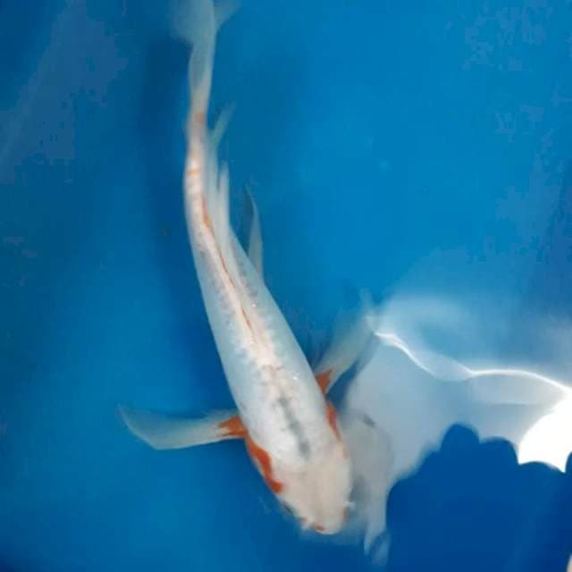 Kumpay sushui 25 cm