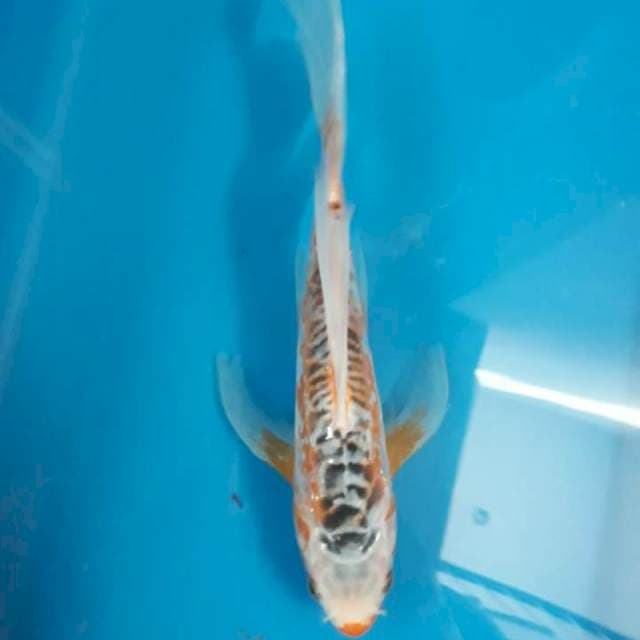 Kumpay shusui 24 cm