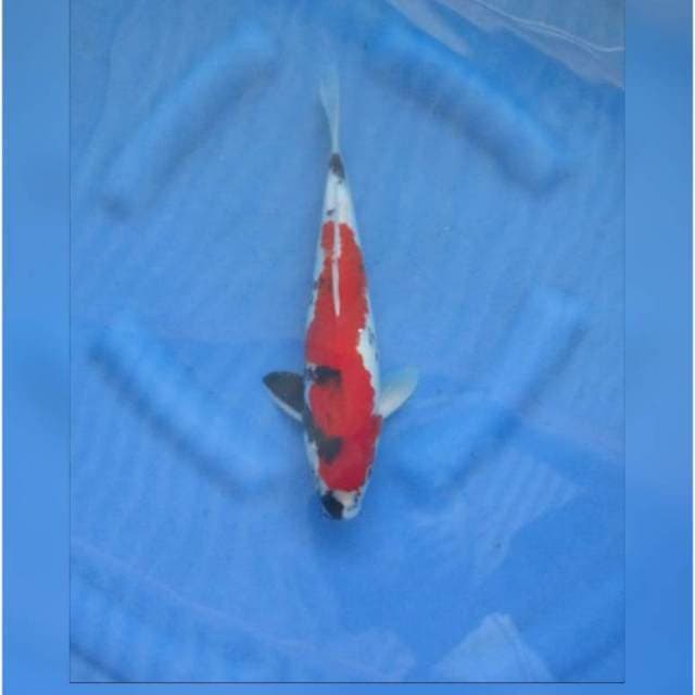 RED SHOWA TATEGOI F1