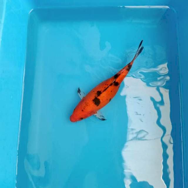 F1 IMPORT AKA BEKKO