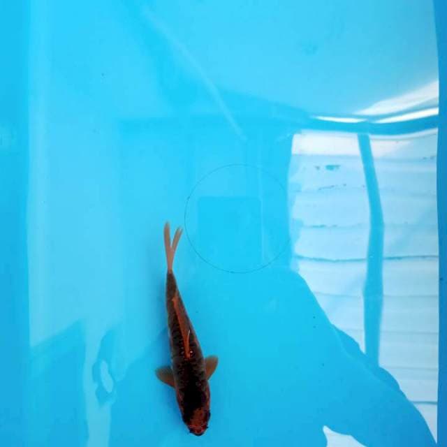 F1 IMPORT AKA MATSUBA SISIK NAGA