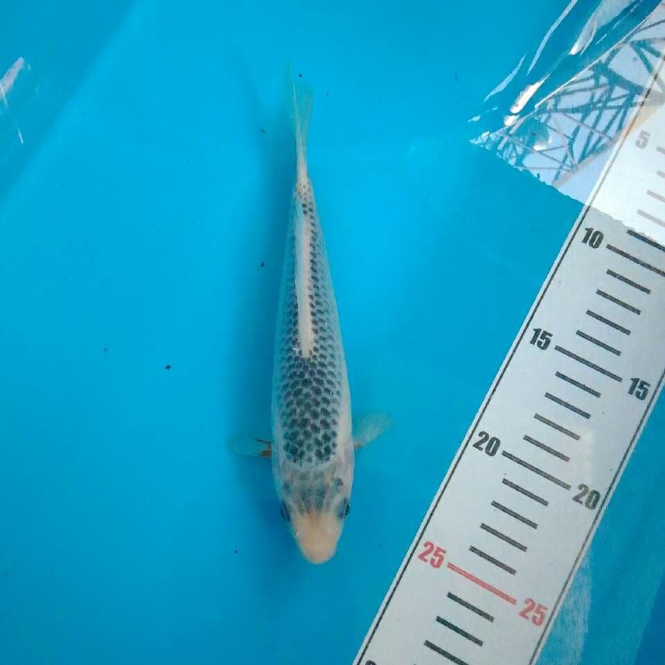 Asagi 20 cm