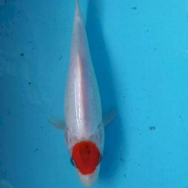 tahco showa katagoei