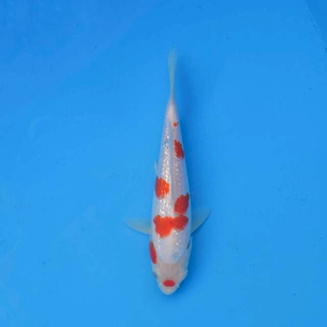 Tategoi Sanke Ginrin F1