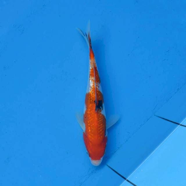 Tategoi Sanke Ginrin F1