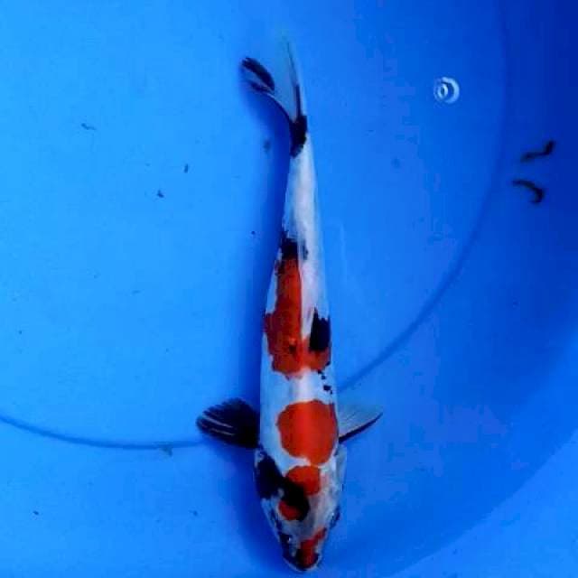 Showa doits 25 cm