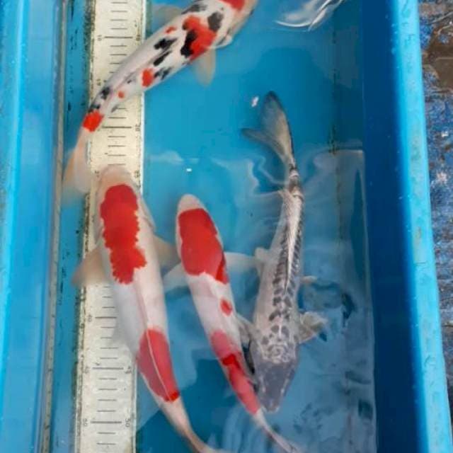 Mix 4 ekor 30-34 cm