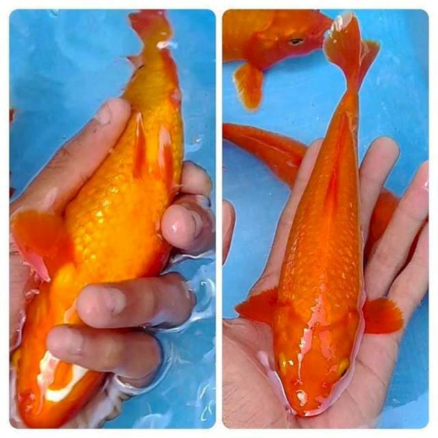 Benigoi ginrin 22cm