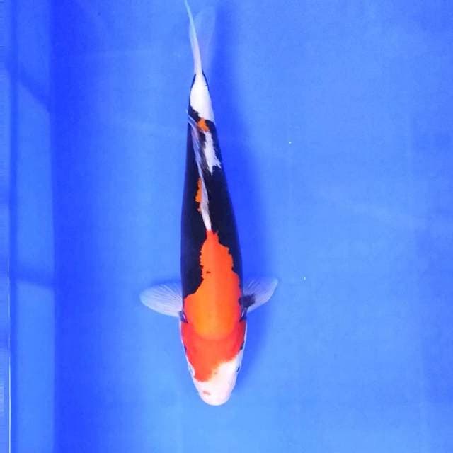 2. Beni Kumon || 31 cm