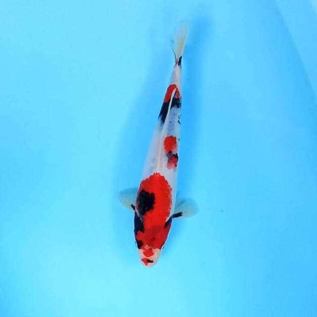 4. Kindai Showa Tategoi || 28 cm || Jantan