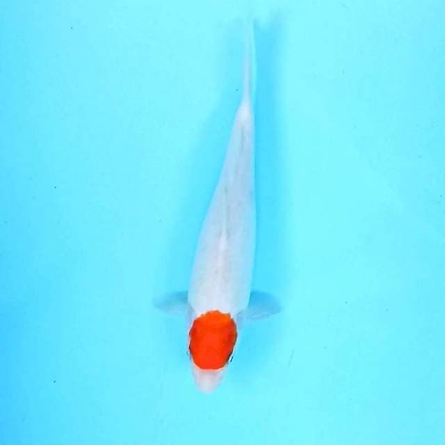 5. Tancho Ori || 26 cm