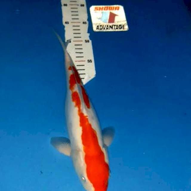 Doitsu kohaku 34 plla antik