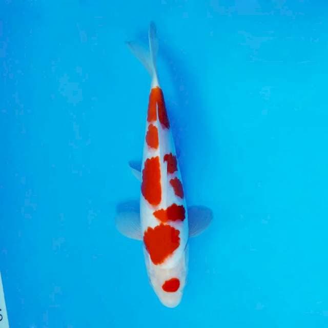 GEIZHA 4 ~ MARUTEN KOHAKU ™
