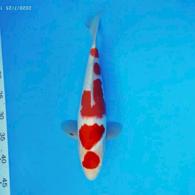 GEIZHA 8 ~ TAJIMA KOHAKU ™